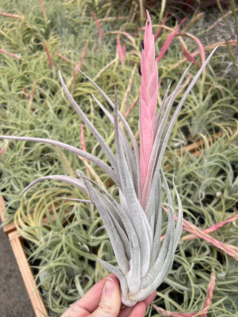 Tillandsia White Night - (T. mitlaensis x chiapensis)