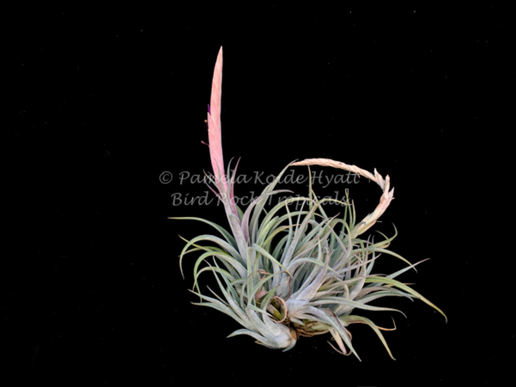 Tillandsia White Night - (T. mitlaensis x chiapensis)