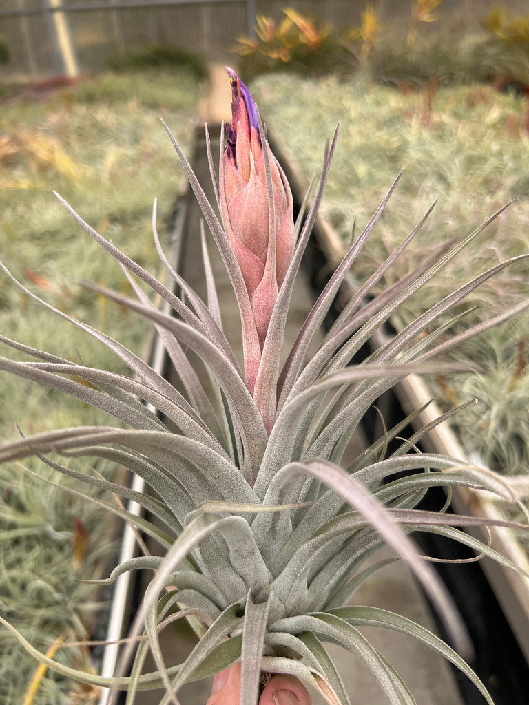 Tillandsia x correalei (T. fasciculata x hondurensis)