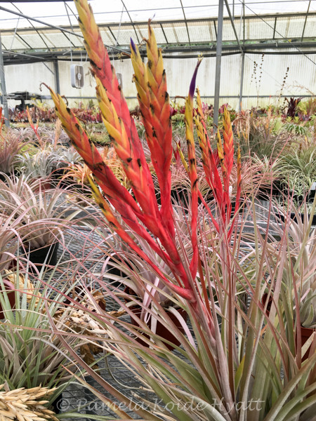 Tillandsia x Floridana X fasciculata v. densispica - Bird Rock