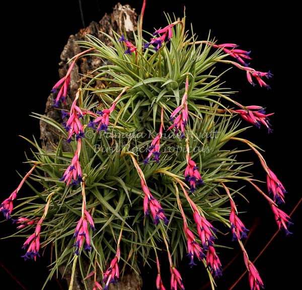 Tillandsia aeranthos - Bird Rock Tropicals
