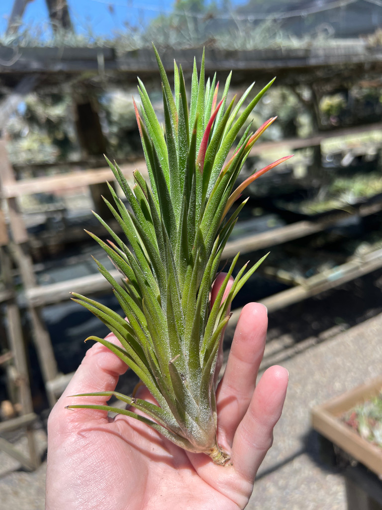 Tillandsia ionantha apretado太葉 Tillandsia Apretado