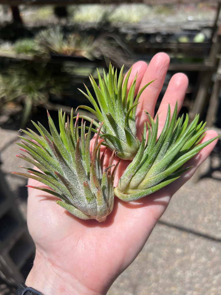 Tillandsia ionantha apretado太葉 Tillandsia Apretado
