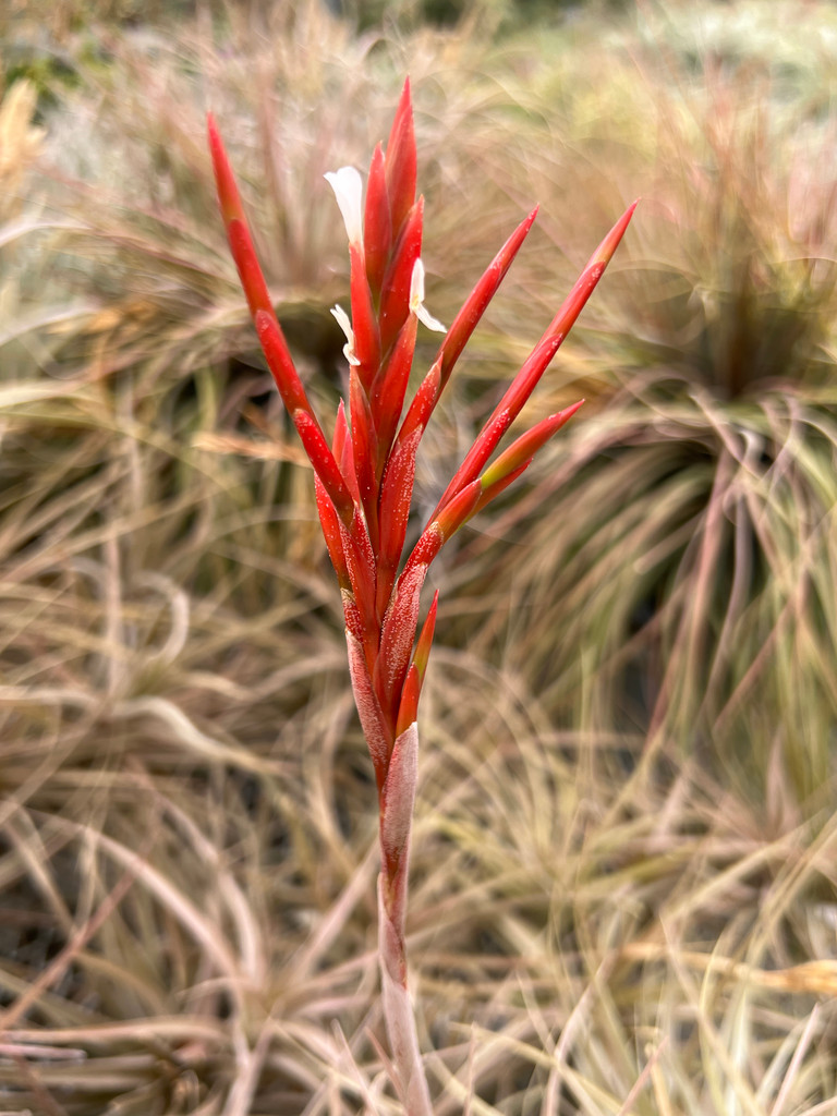 Tillandsia buchlohii