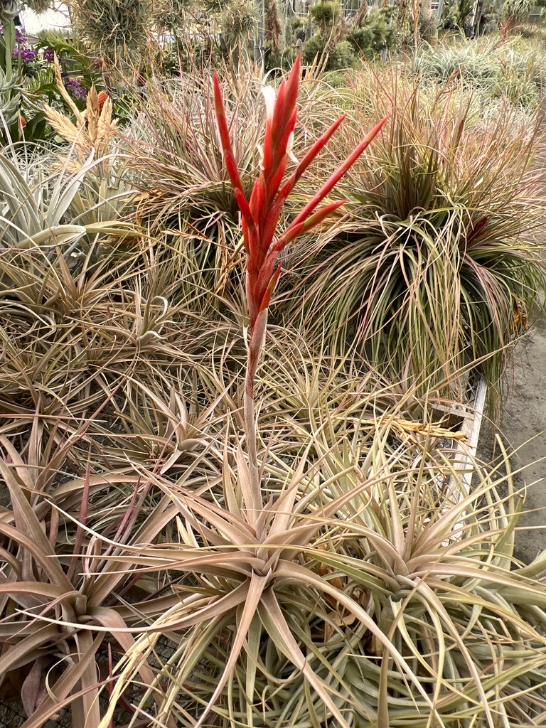 Tillandsia buchlohii