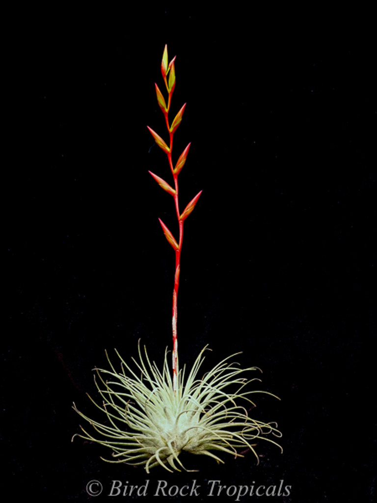 Tillandsia fuchsii v. fuchsii (Mexico)