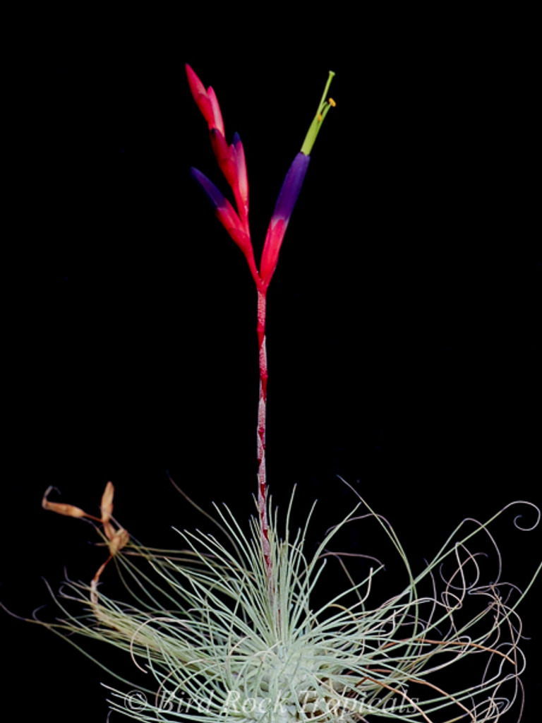 Tillandsia fuchsii v. fuchsii forma gracilis