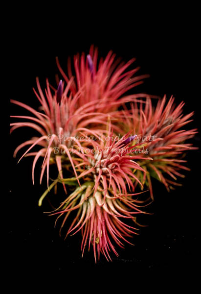 Tillandsia ionantha v. stricta