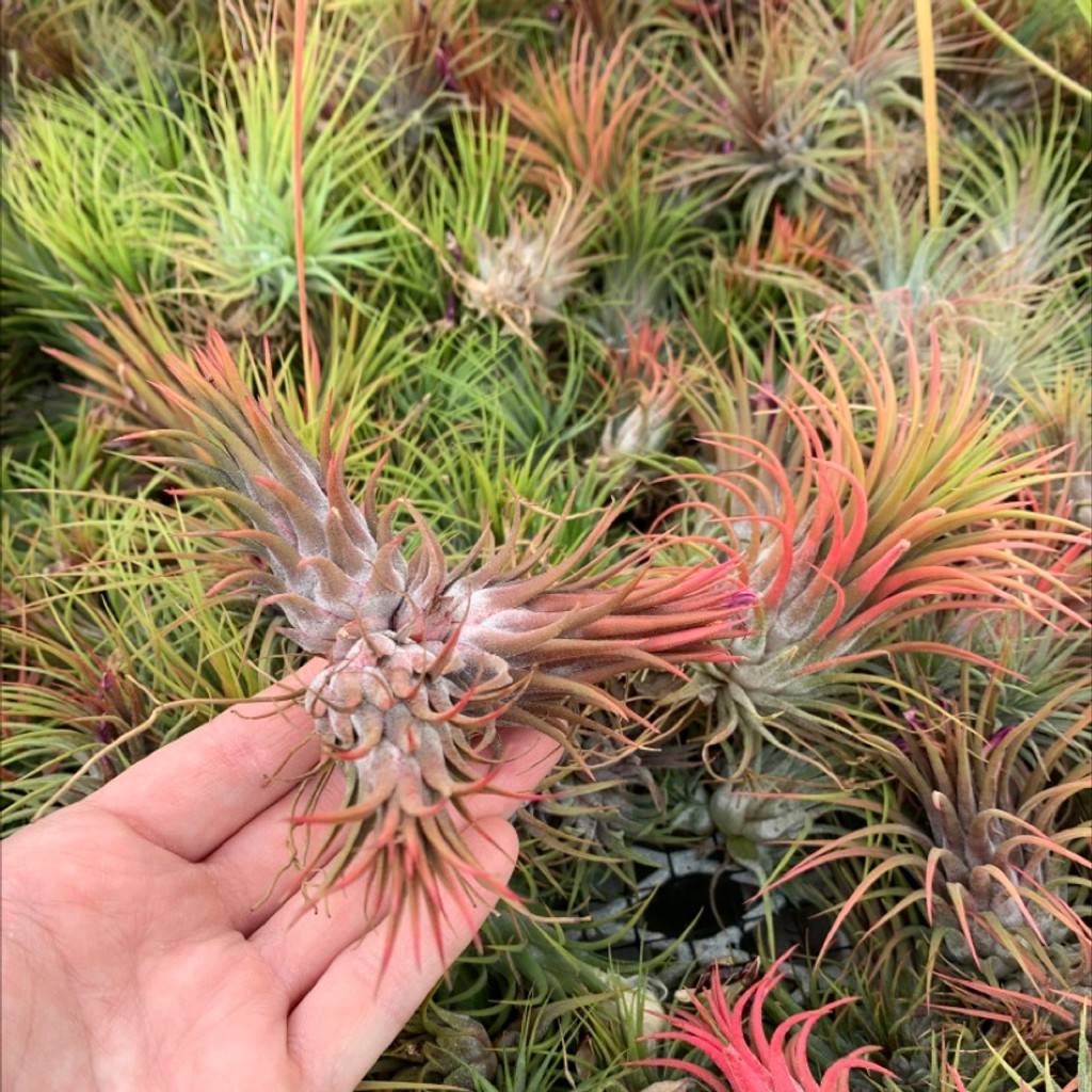 Tillandsia ionantha v. stricta