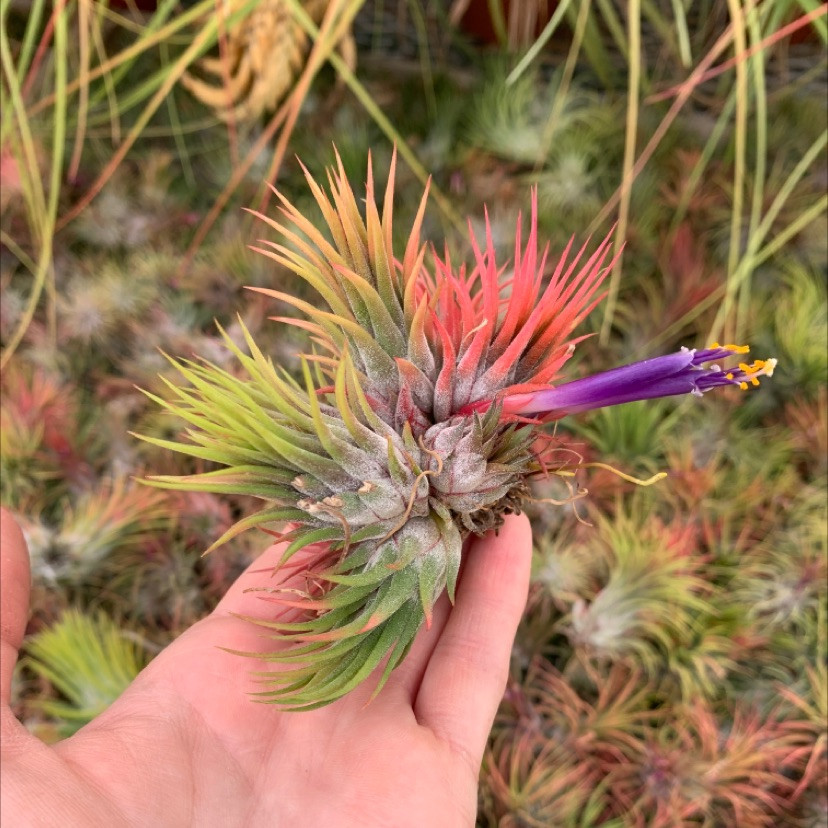 Tillandsia ionantha v. stricta