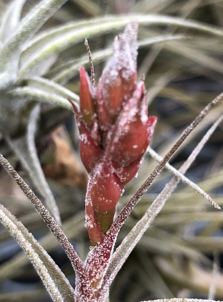 Tillandsia latifolia v. latifolia (miniata form)