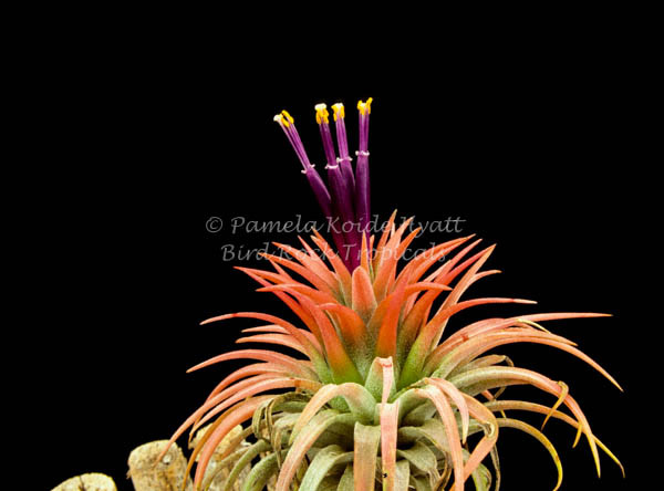 Tillandsia maxima