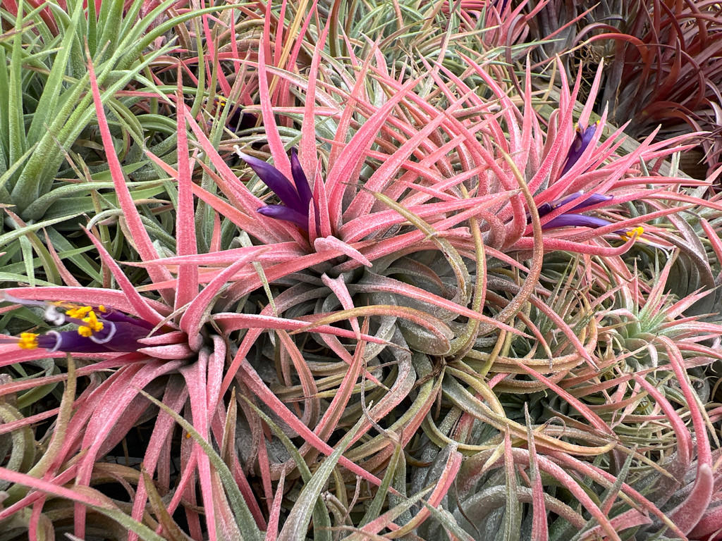 Tillandsia ionantha v. maxima