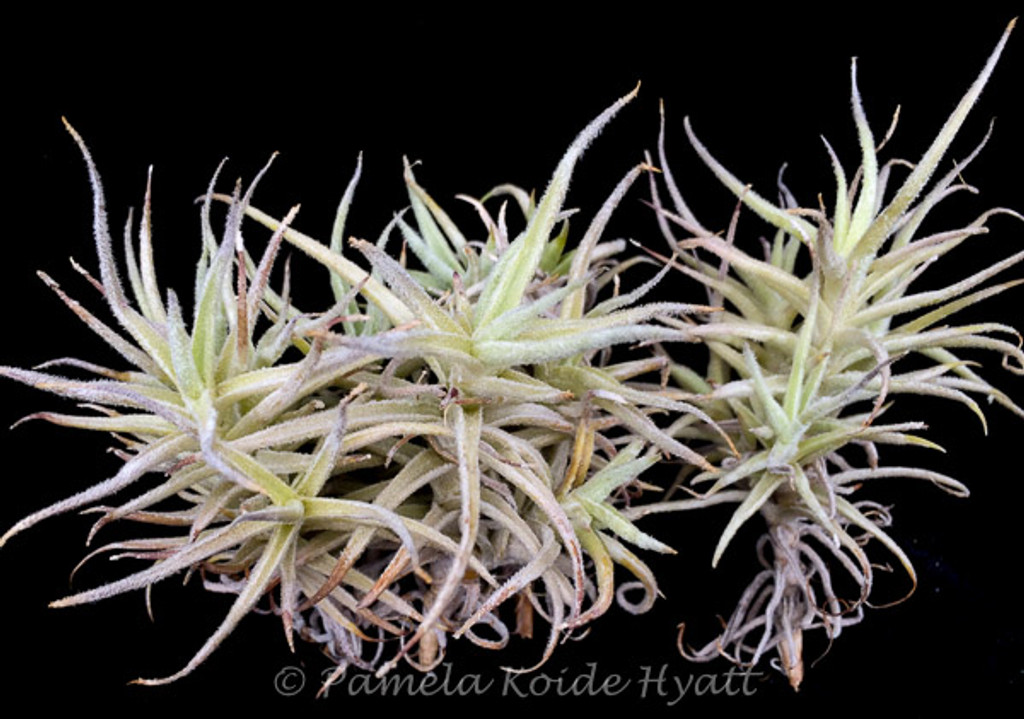 Tillandsia paleacea enano