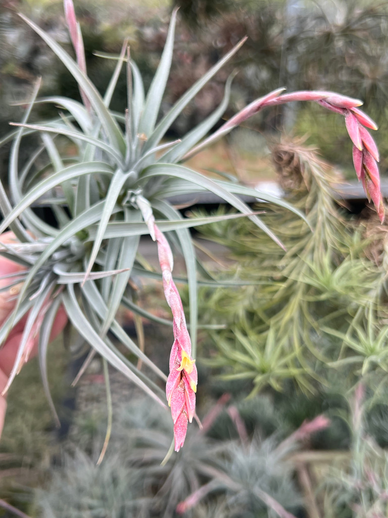 Tillandsia rauschii