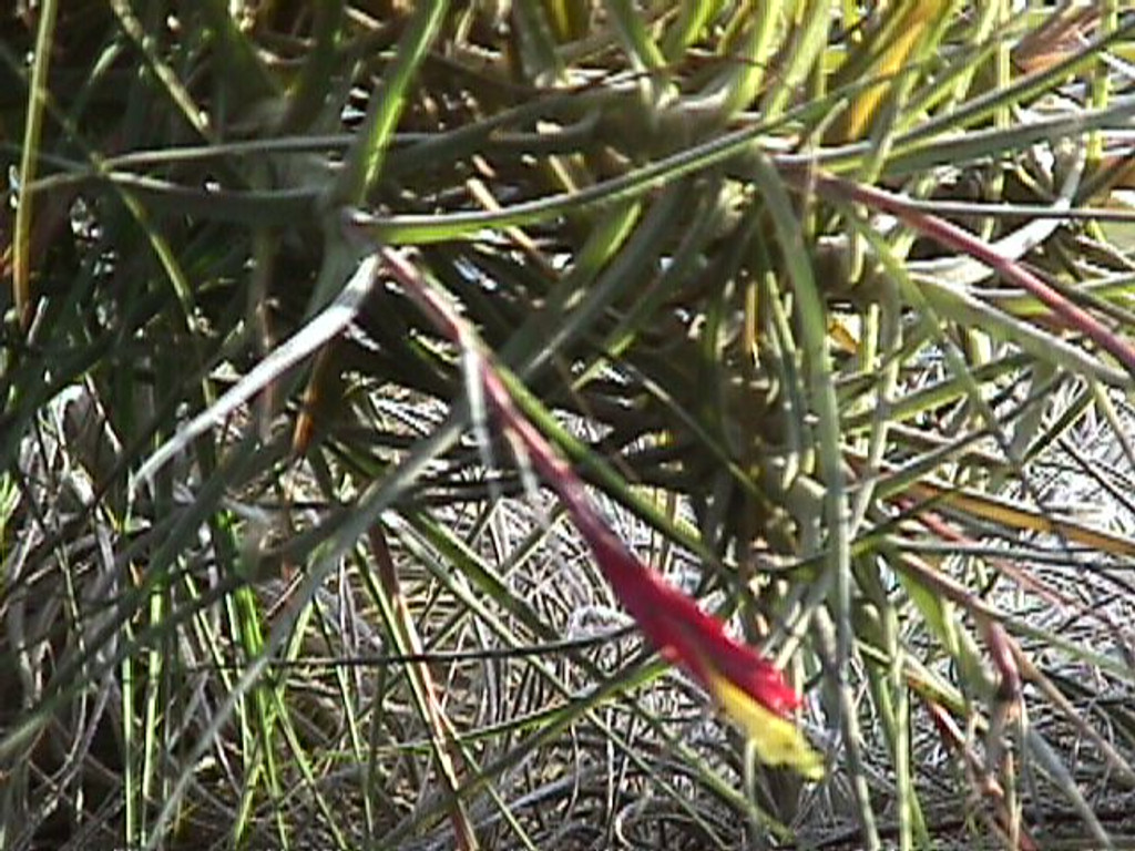 Tillandsia schiedeana subsp. schiedeana, (minor form)