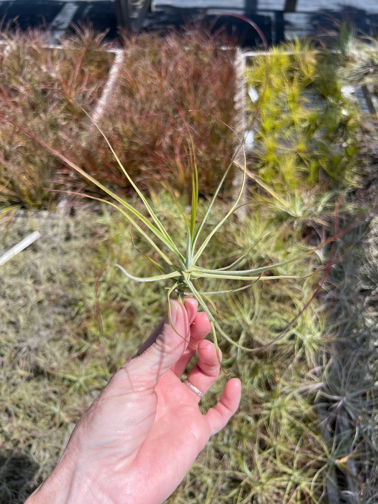 Tillandsia schiedeana subsp. schiedeana, (minor form)