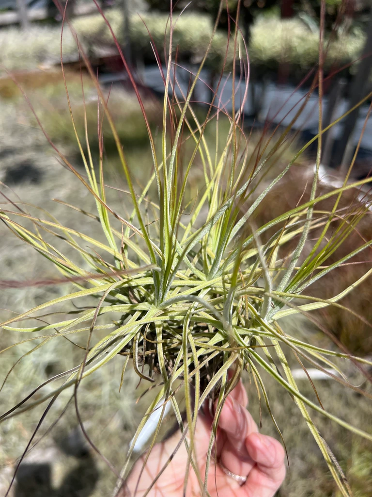 Tillandsia schiedeana subsp. schiedeana, (minor form)