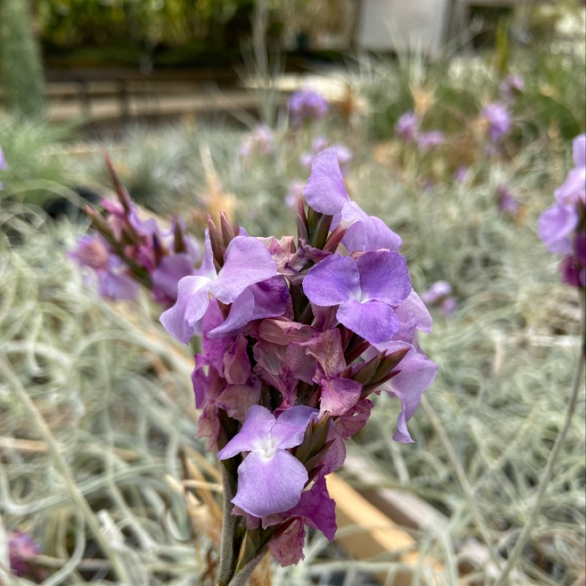 Tillandsia streptocarpa - Bird Rock Tropicals