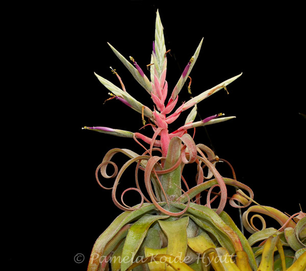 Tillandsia streptophylla