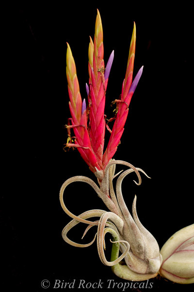 Tillandsia caput-medusae - Bird Rock Tropicals
