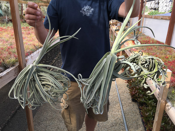 Tillandsia duratii (giant clone) - Bird Rock Tropicals