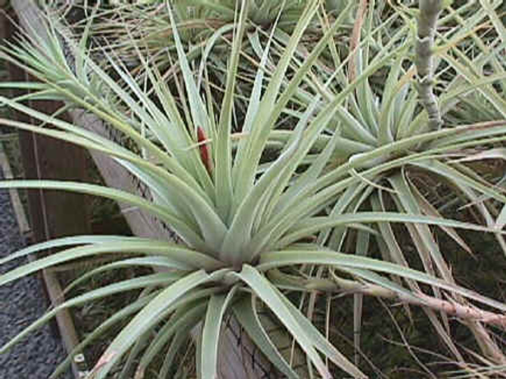 Tillandsia espinosae, lg. form