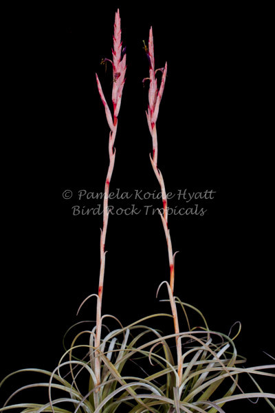 Tillandsia exserta - Bird Rock Tropicals