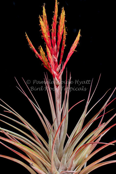 Tillandsia fasciculata v. clavispica - Bird Rock Tropicals