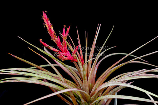 Tillandsia trelawniensis (T. fasciculata v. densispica, Dominican