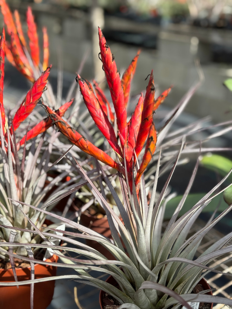 Tillandsia fasciculata v. fasciculata (red, multi-branched)