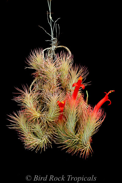 Tillandsia funckiana - Bird Rock Tropicals