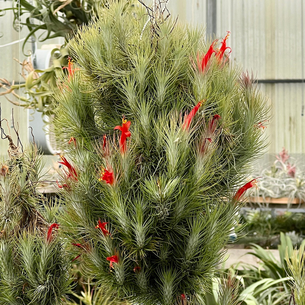 Tillandsia funckiana - Bird Rock Tropicals