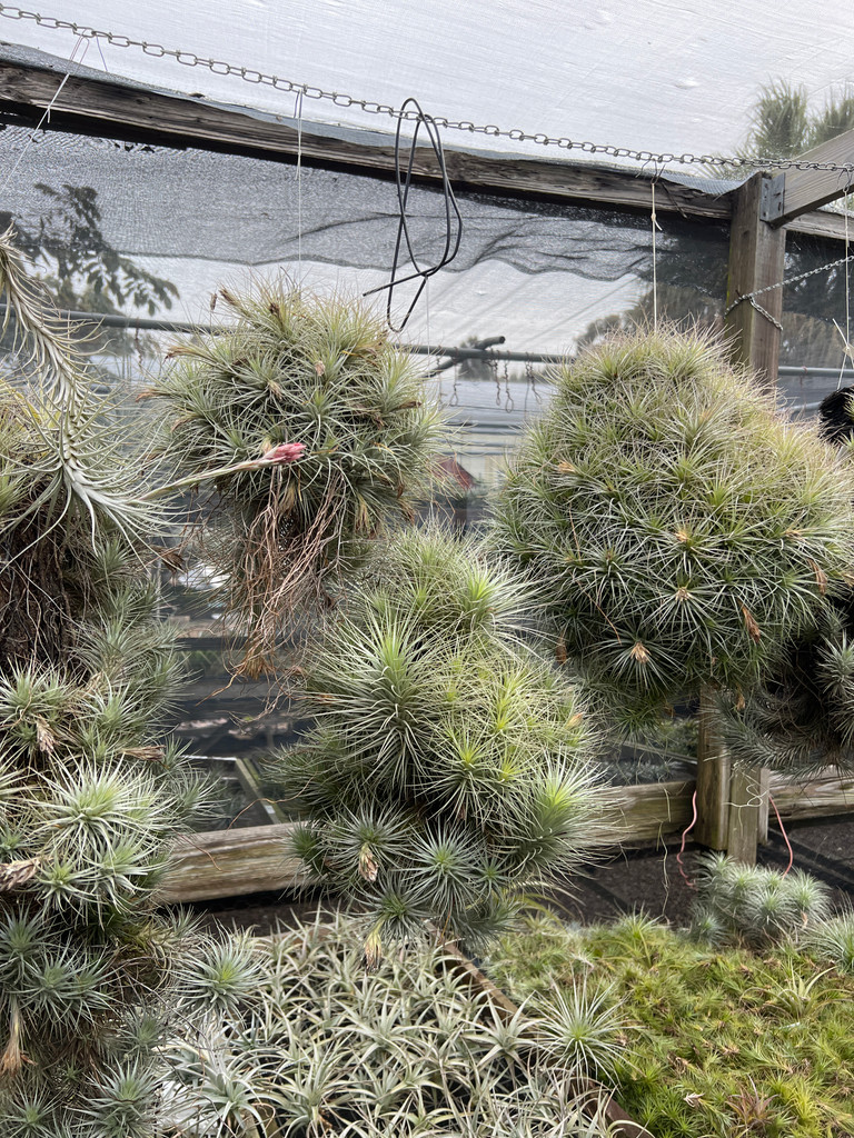 Tillandsia heteromorpha var. rauhii (Peru)