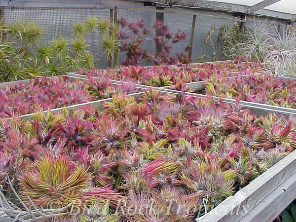 Tillandsia ionantha 'Fuego' - Bird Rock Tropicals