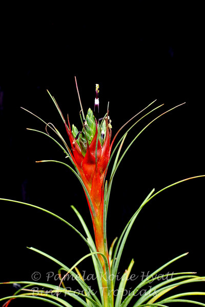 Tillandsia punctulata - Bird Rock Tropicals