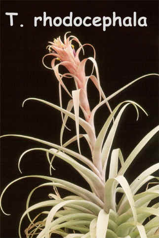 Tillandsia rhodocephala