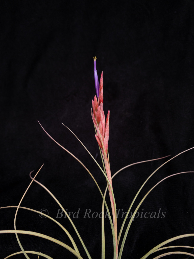 Tillandsia simulata