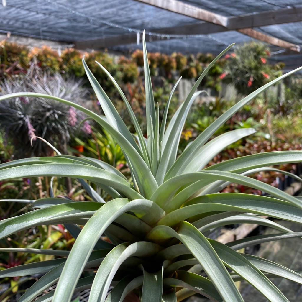 Tillandsia roseoscapa 'Curly Form'