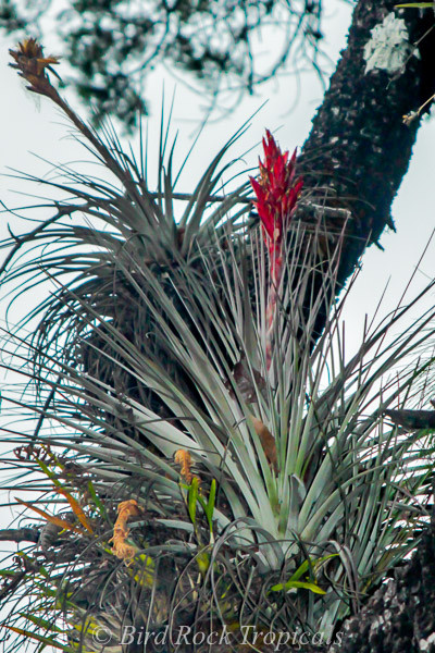 Tillandsia rotundata - Bird Rock Tropicals
