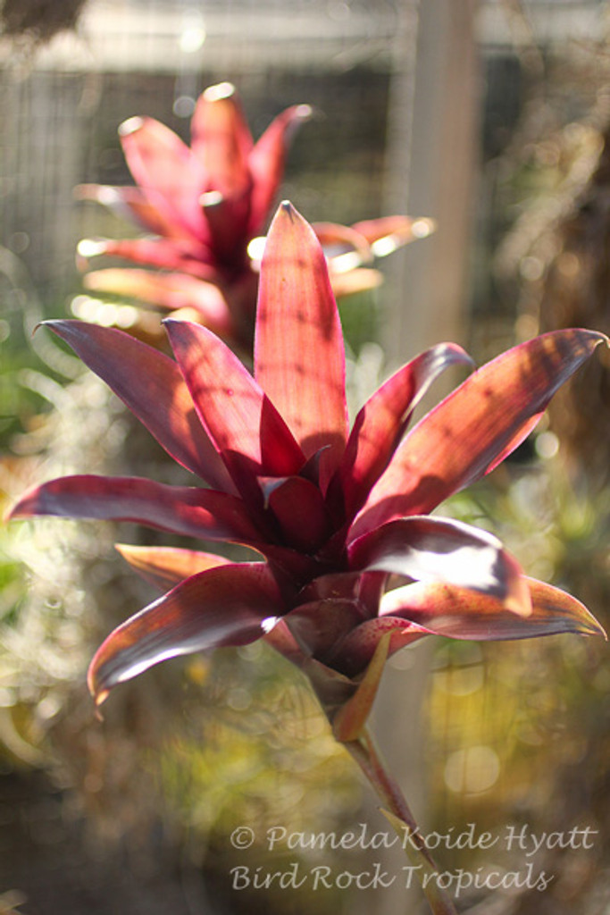 Tillandsia somnians