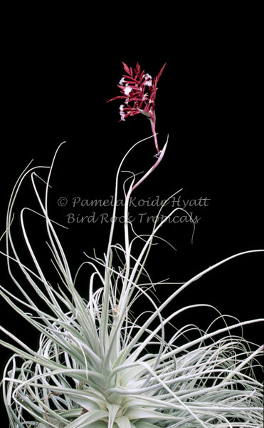 Tillandsia straminea (red form)