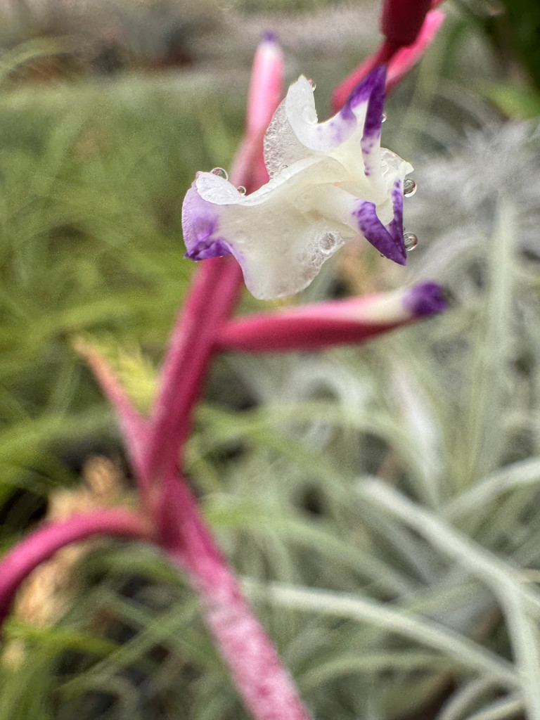 Tillandsia straminea (red form)