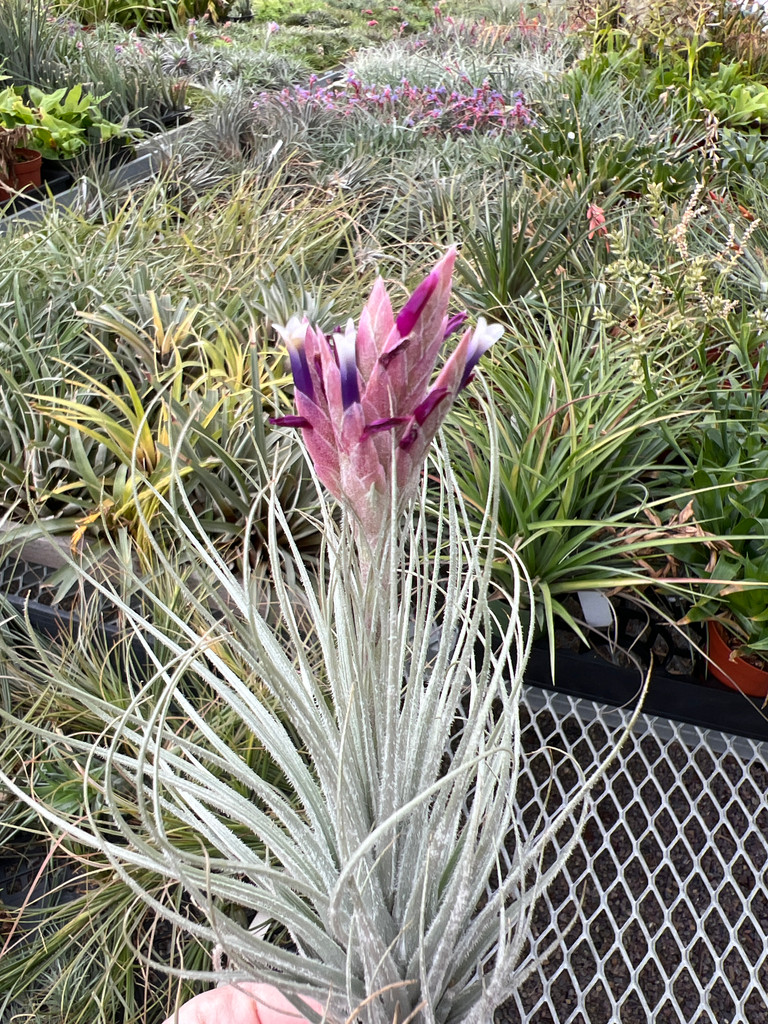 Tillandsia tectorum v. tectorum (Peru)