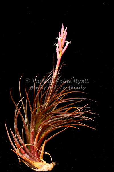 Tillandsia tenuifolia var. nigrifolia (syn. 'Amethyst') - Bird