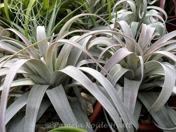 Tillandsia zacapanensis - Bird Rock Tropicals