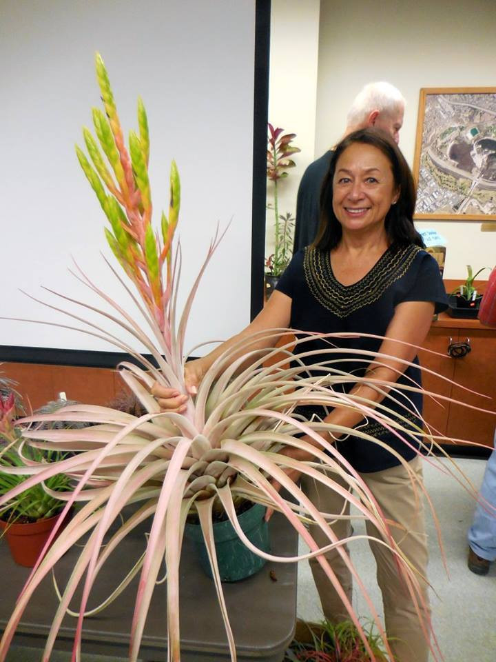Tillandsia 'Chaca-Beast' (T. tomasellii x fasciculata, nat. hybrid