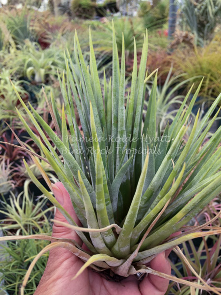 Tillandsia Unident - (T. ionantha x thyrsigera), Mexico