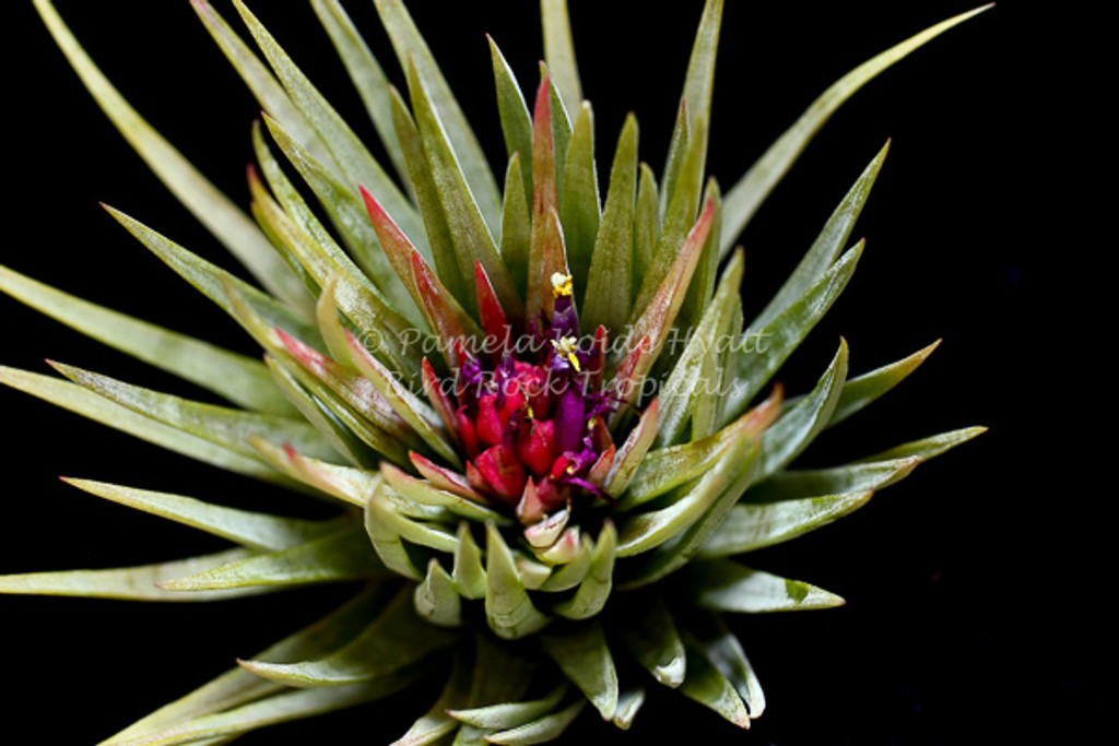 Tillandsia Unident - (T. ionantha x thyrsigera), Mexico