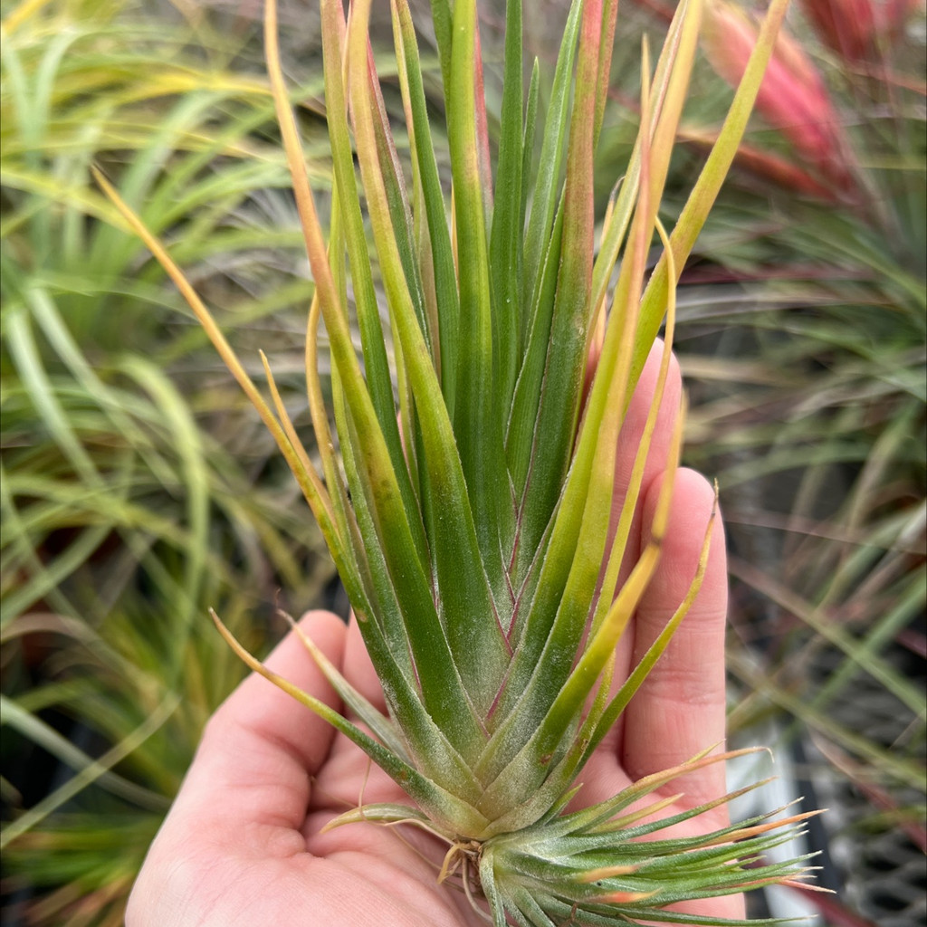 Tillandsia Joel's Twisted Sister - (T. bulbosa x ionantha)